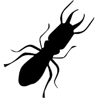 Termite Pest Control Services In Mumbai