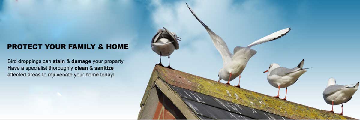 Birds Pro Pest Control services in Mumbai
