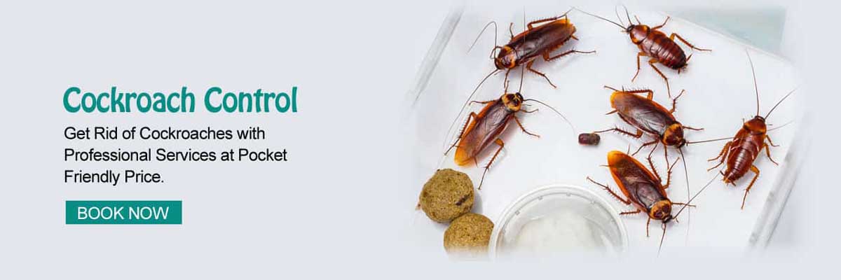Cockroach Pest Control Services in Mumbai