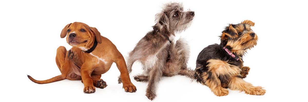 Dog Tick Treatment Services in Mumbai