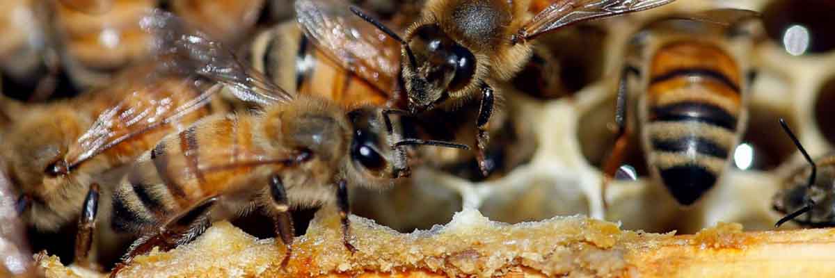 Honey Bee Treatment Services in Mumbai