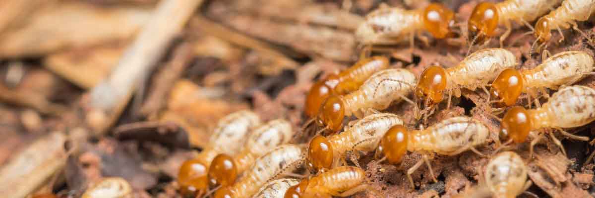 Termites Treatment Services in Mumbai