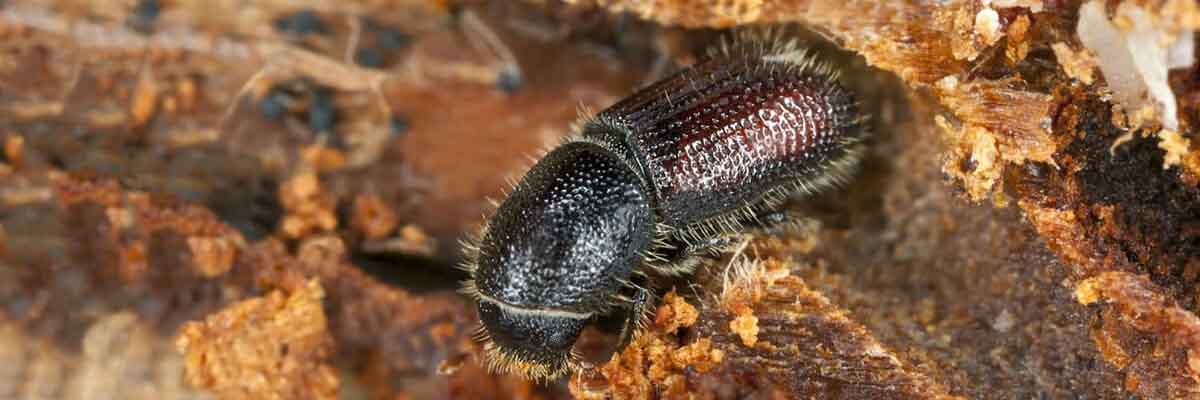 Woodborer Treatment Services in Mumbai
